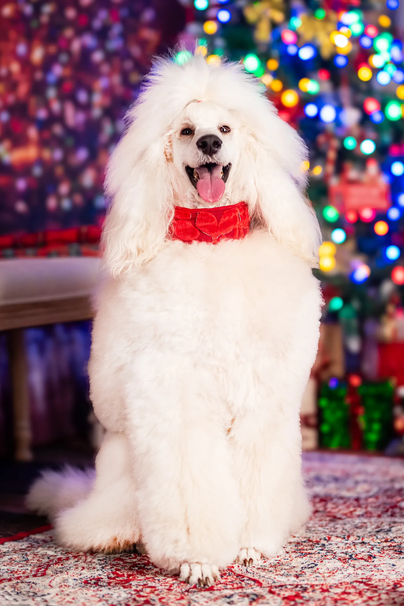 Natale, Studio Frau Fotografia