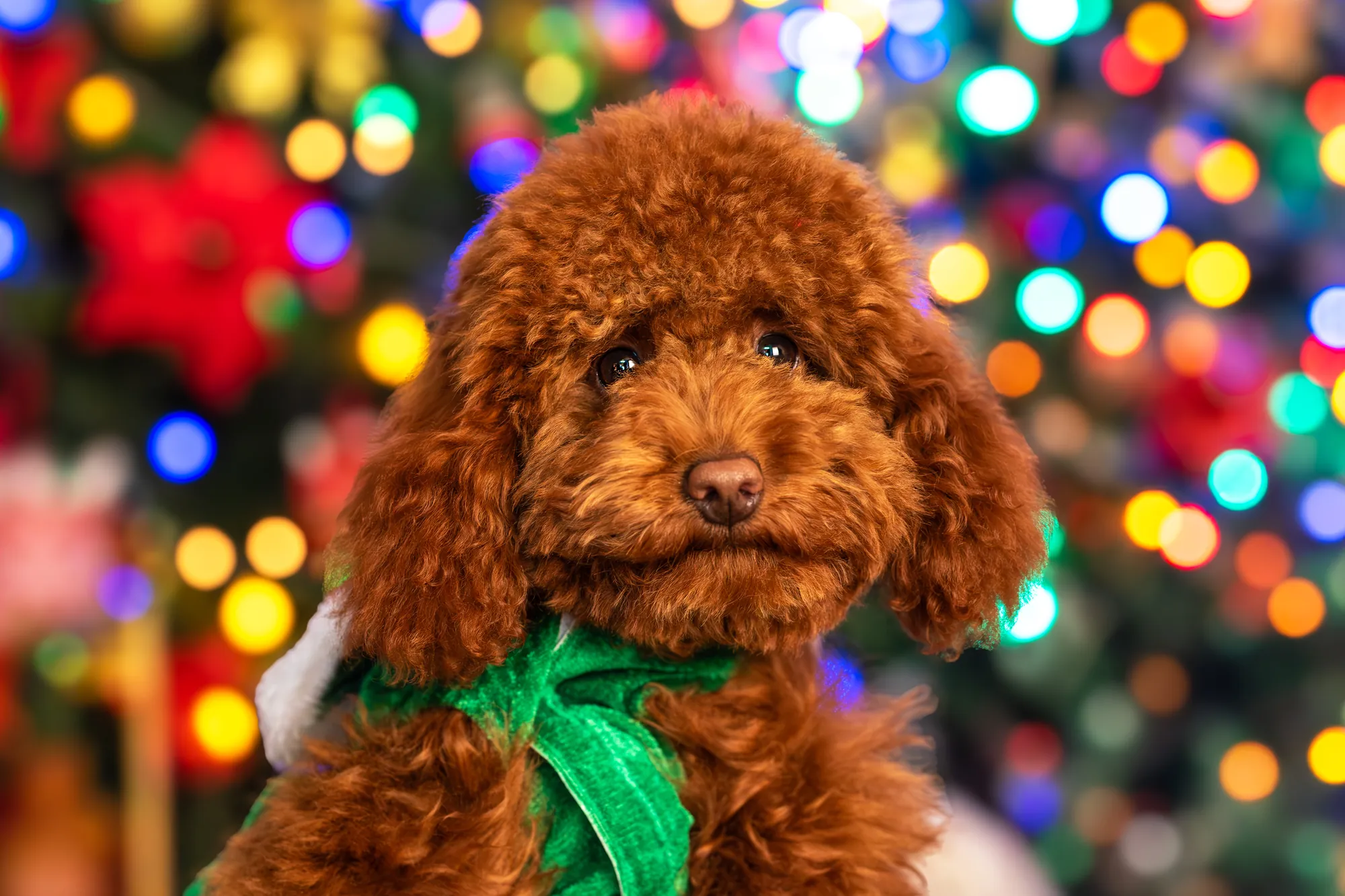 Natale, Studio Frau Fotografia